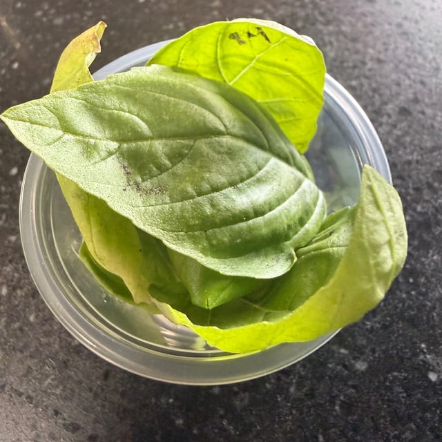 Basil.